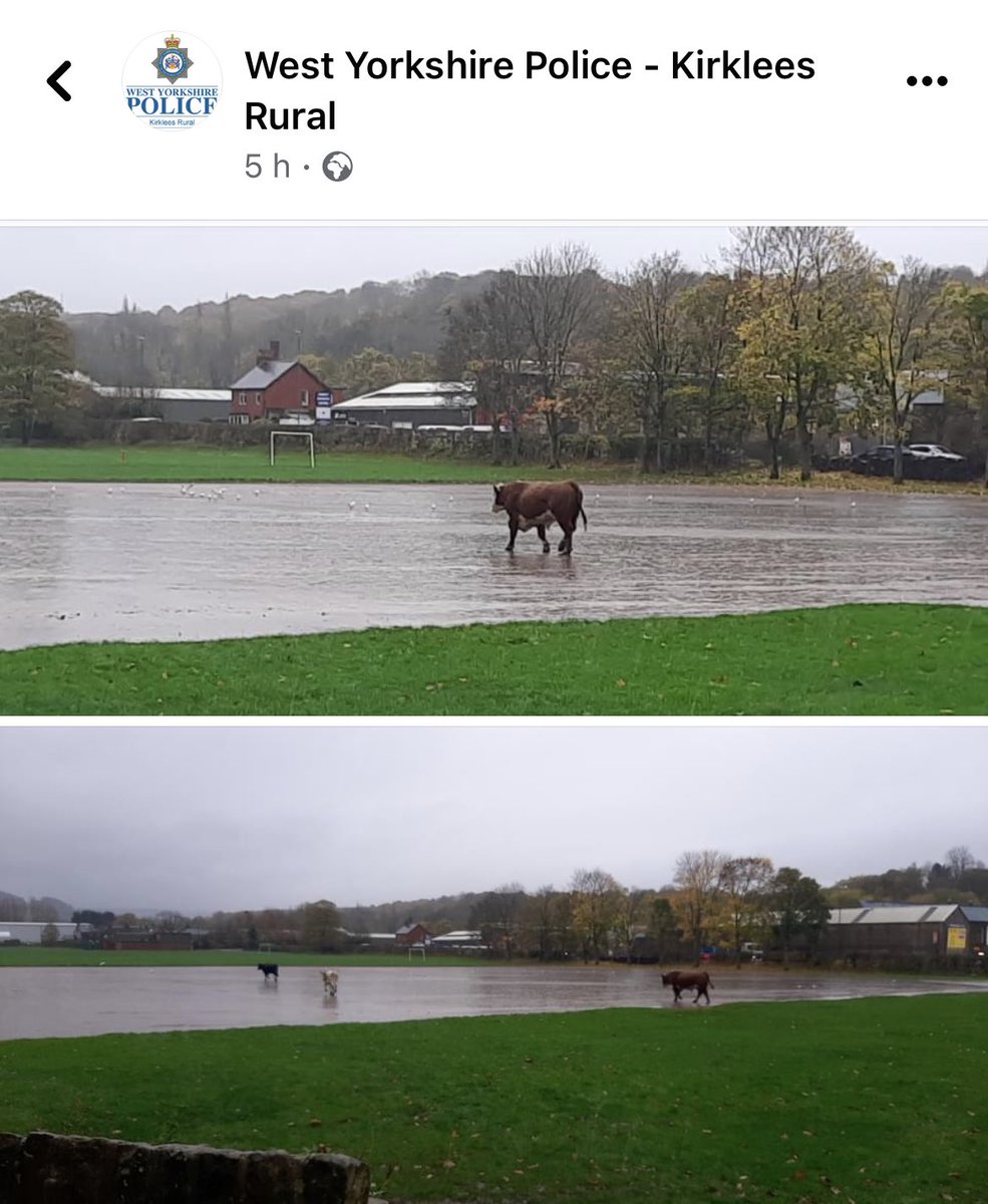 Meanwhile in #holmfirth….
Just a few #cows walking on water….nothing to see, keep mooOOving please….
#news #TweetOfTheDay #AutumnStatement #WestYorkshire #Huddersfield