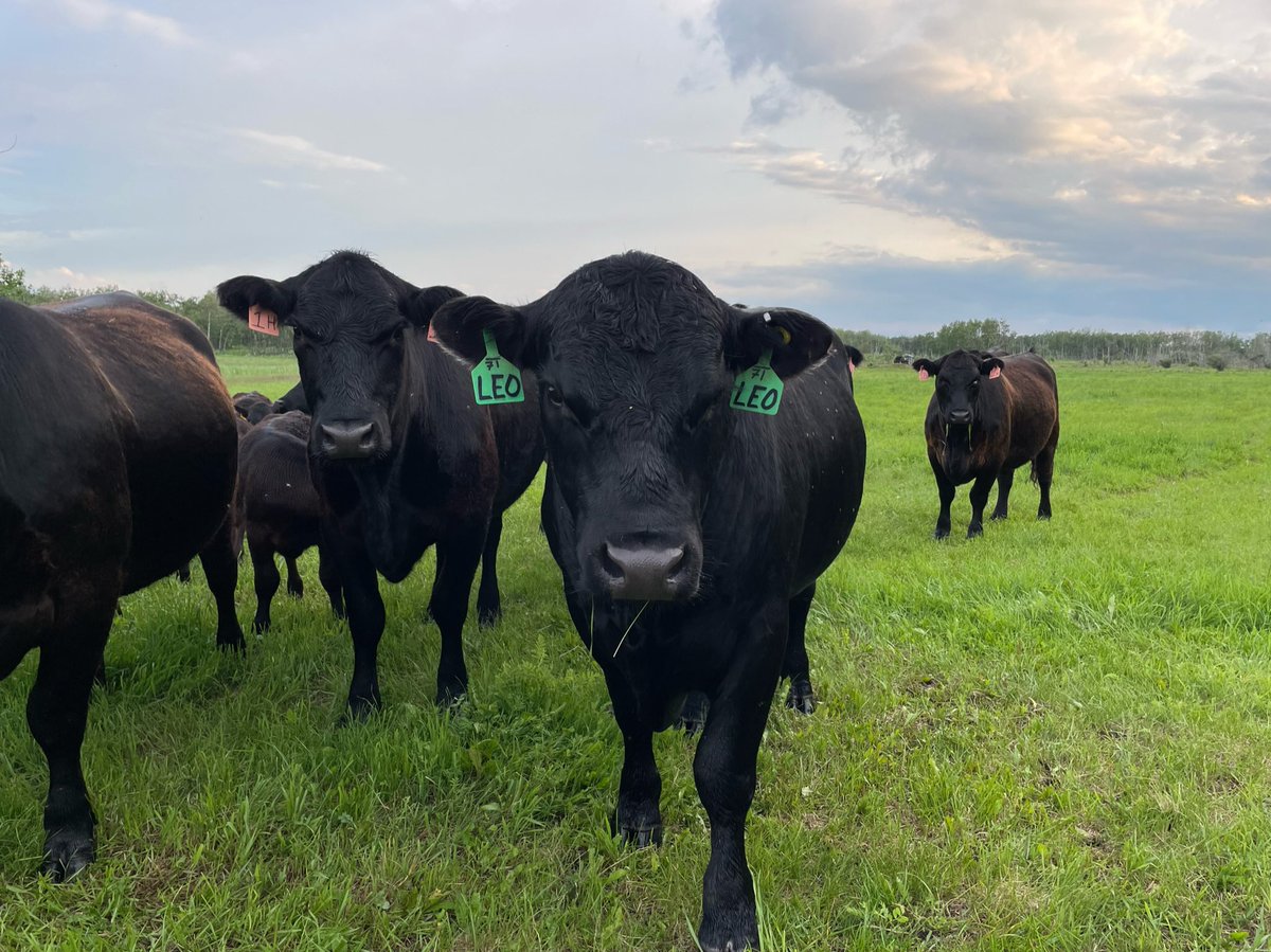 To everyone losing their mind over lettuce shortages:

You will find more calories/protien/vitamins/minerals per gram in #Beef anyways

Support a rancher and go eat a steak 🤠

#SKBEEF