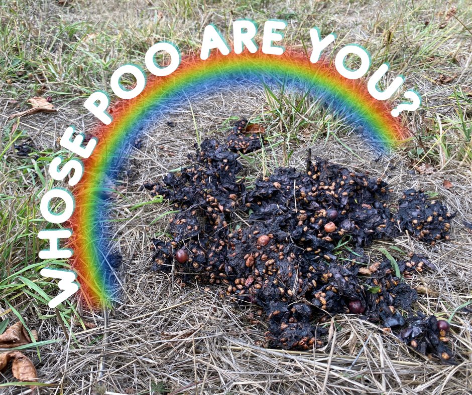 CRGNSA's tweet image. Welcome to the first installment of... whose poo are you? Can you use your wildlife detective skills to figure out what animal left this behind? #FriendlyFriday