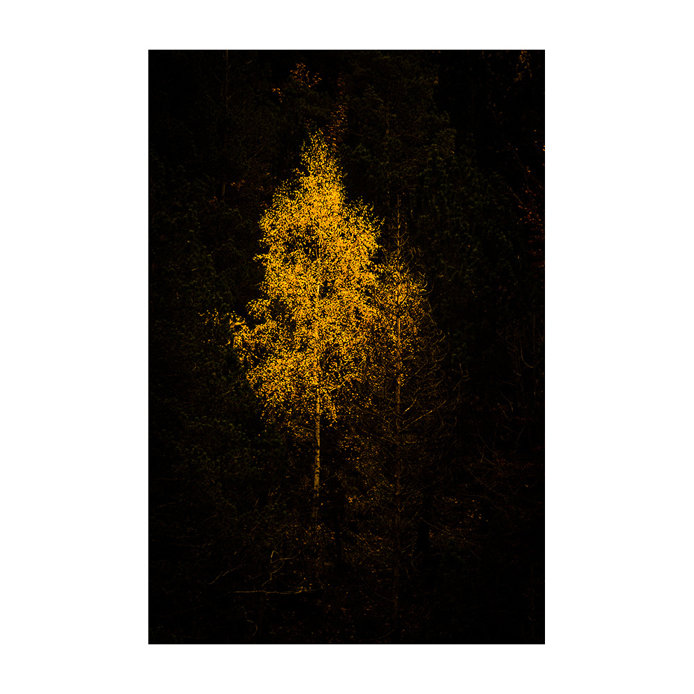 xaviermanrique's tweet photo. Planeta foc. U. En la foscor d’un univers de llum. Calidesa.

#transitsproject #moodproject #uproject
#nature #autumn #forest
#visualpoetry #artnature
#poemavisual #bellesa #melangia
#misty
#landscapephotography #naturephtography #fineartphotography 
#xmanrique https://t.co/xRl7OjPeTb