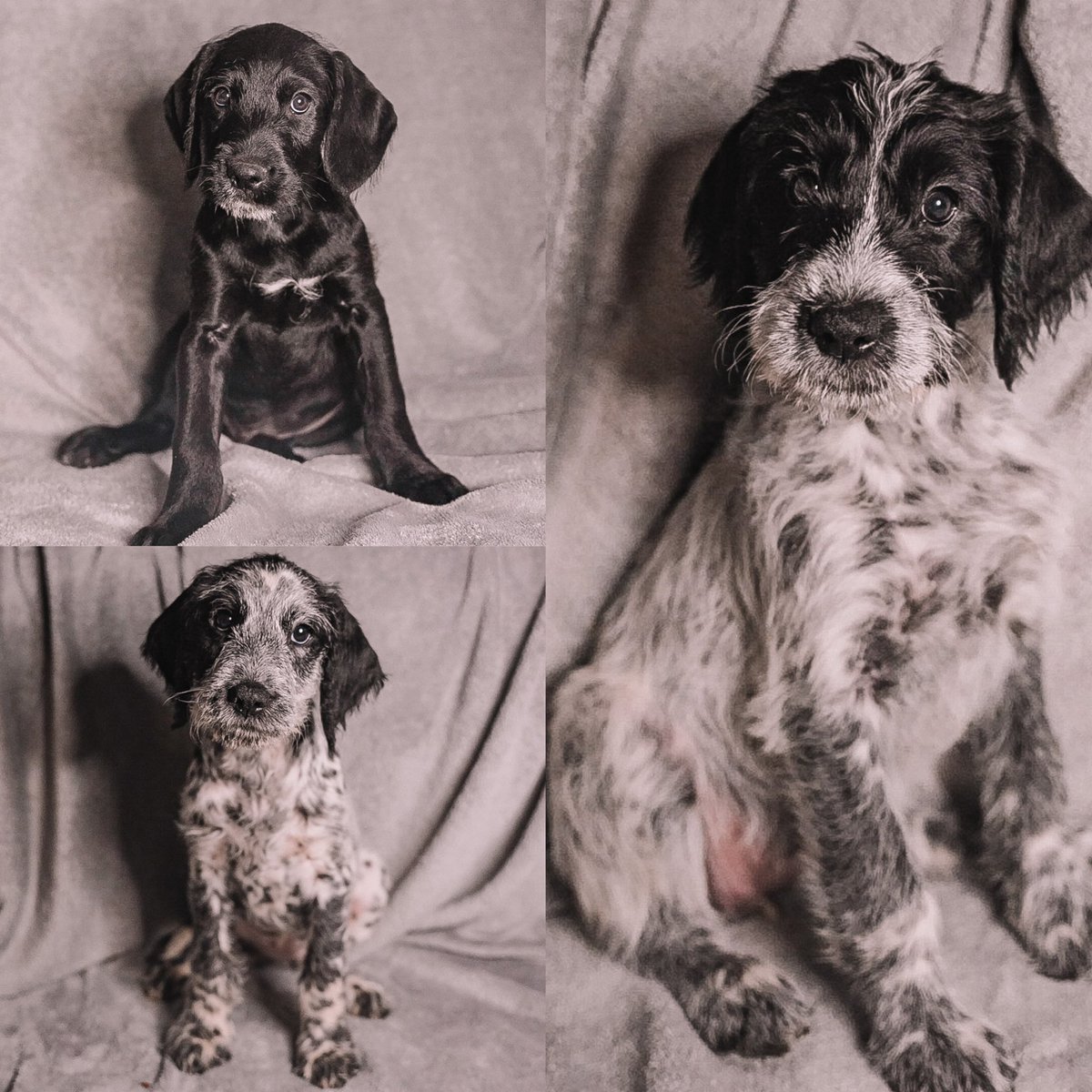 We have 3 puppies left! They just hit 8 weeks Monday and are ready to go to loving families. Message me for details!