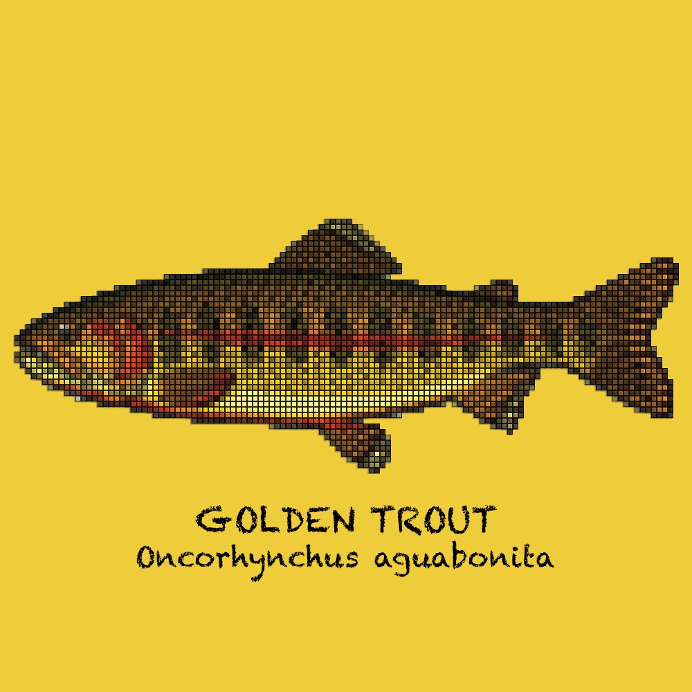 BosunShirts's tweet photo. The Golden Trout is native to only the south fork of the Kern River and just a couple of its tributaries. This rare species is one of great elegance and mystique. Now available at https://t.co/AQfRTCCElV https://t.co/KuLUyLQ5bk