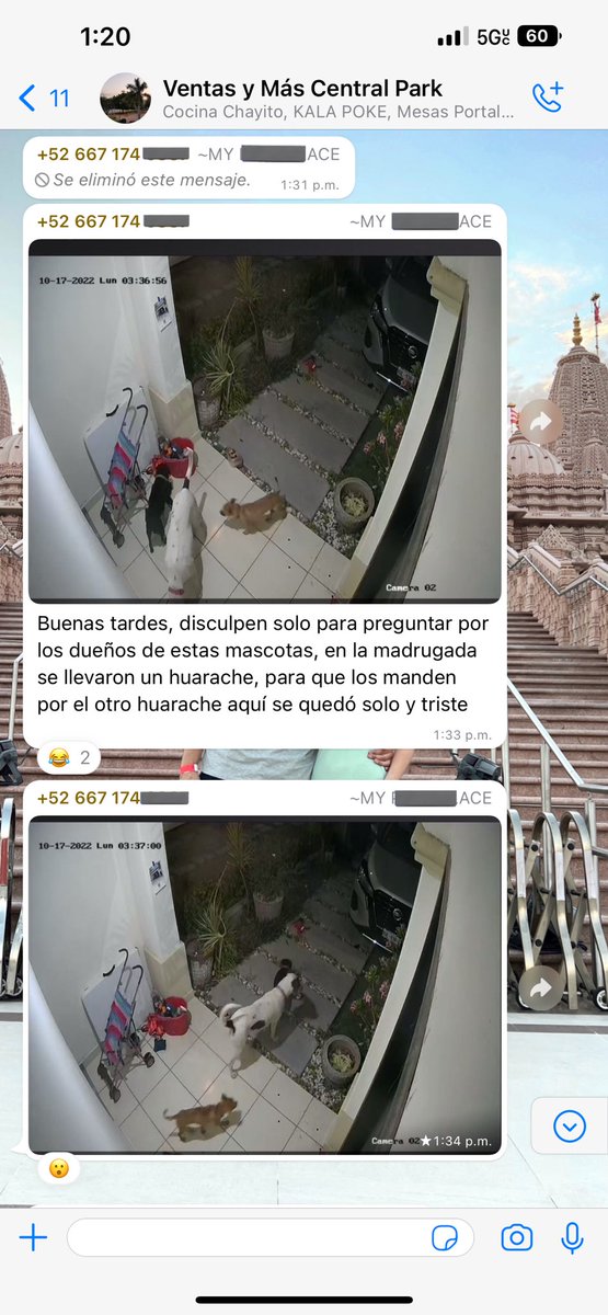 mirosrcba's tweet photo. Presentando historias de perritos criminales 🐶 : 
La perrita blanca (y sus secuaces) robaron un huarache de la casa de mis vecinos y le fueron a dejar a mi mamá la evidencia 😂 https://t.co/pRK8Hgtljn
