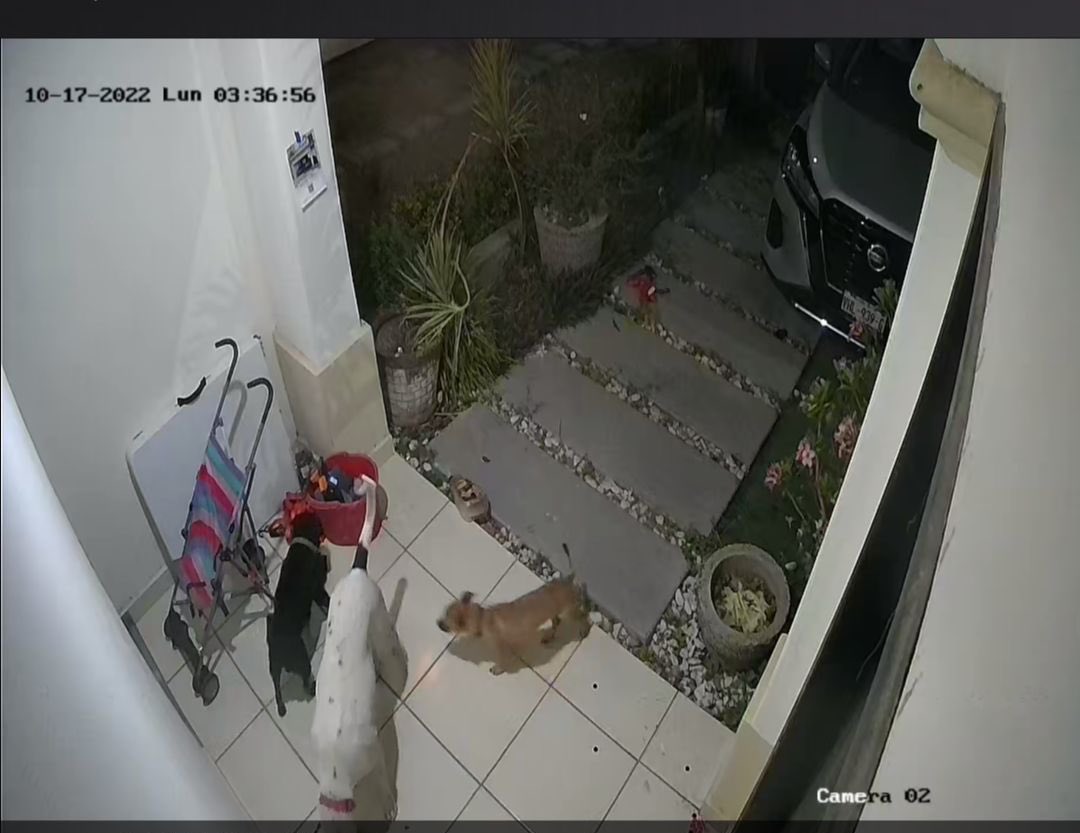 mirosrcba's tweet photo. Presentando historias de perritos criminales 🐶 : 
La perrita blanca (y sus secuaces) robaron un huarache de la casa de mis vecinos y le fueron a dejar a mi mamá la evidencia 😂 https://t.co/pRK8Hgtljn