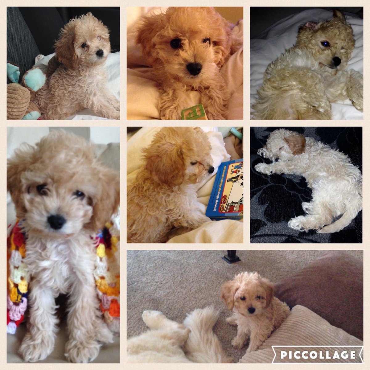 puppy_ted's tweet photo. ⁦@ZombieSquadHQ⁩ Thanks for all your birthday wishes - this is me 7 years ago when I was just a baby Raaaah #zshq https://t.co/J55eaIzIJu