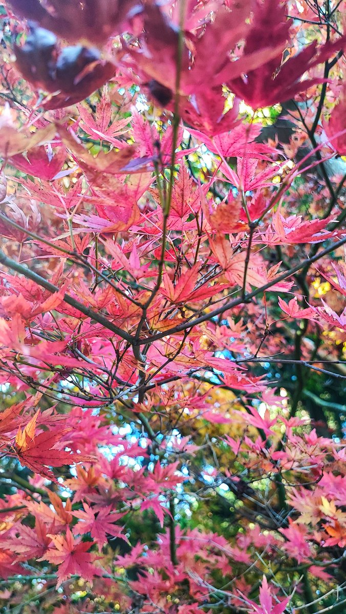 political_drama's tweet photo. ที่ japanese tea garden ในโกลเด้นเกท ปาร์ค ใบไม้กำลังเปลี่ยนสี #usa2022 #usatrips https://t.co/T03GX6EpHo