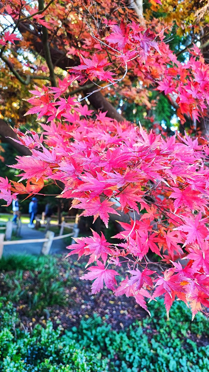 political_drama's tweet photo. ที่ japanese tea garden ในโกลเด้นเกท ปาร์ค ใบไม้กำลังเปลี่ยนสี #usa2022 #usatrips https://t.co/T03GX6EpHo