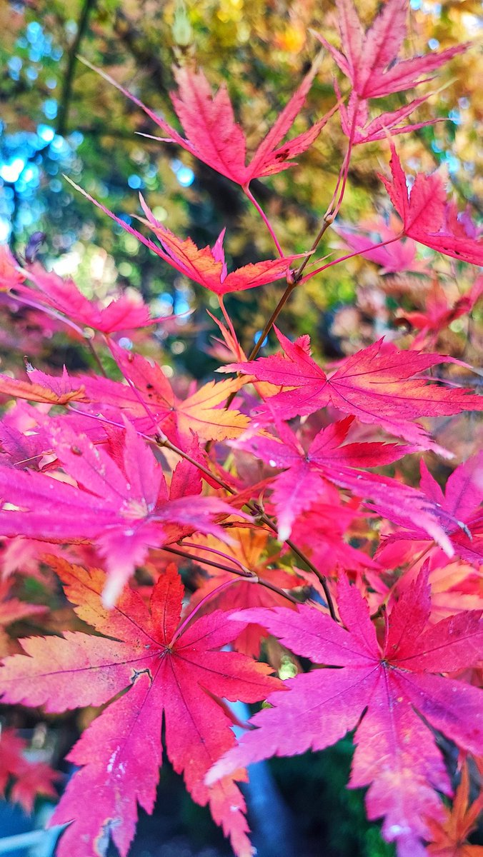 political_drama's tweet photo. ที่ japanese tea garden ในโกลเด้นเกท ปาร์ค ใบไม้กำลังเปลี่ยนสี #usa2022 #usatrips https://t.co/T03GX6EpHo