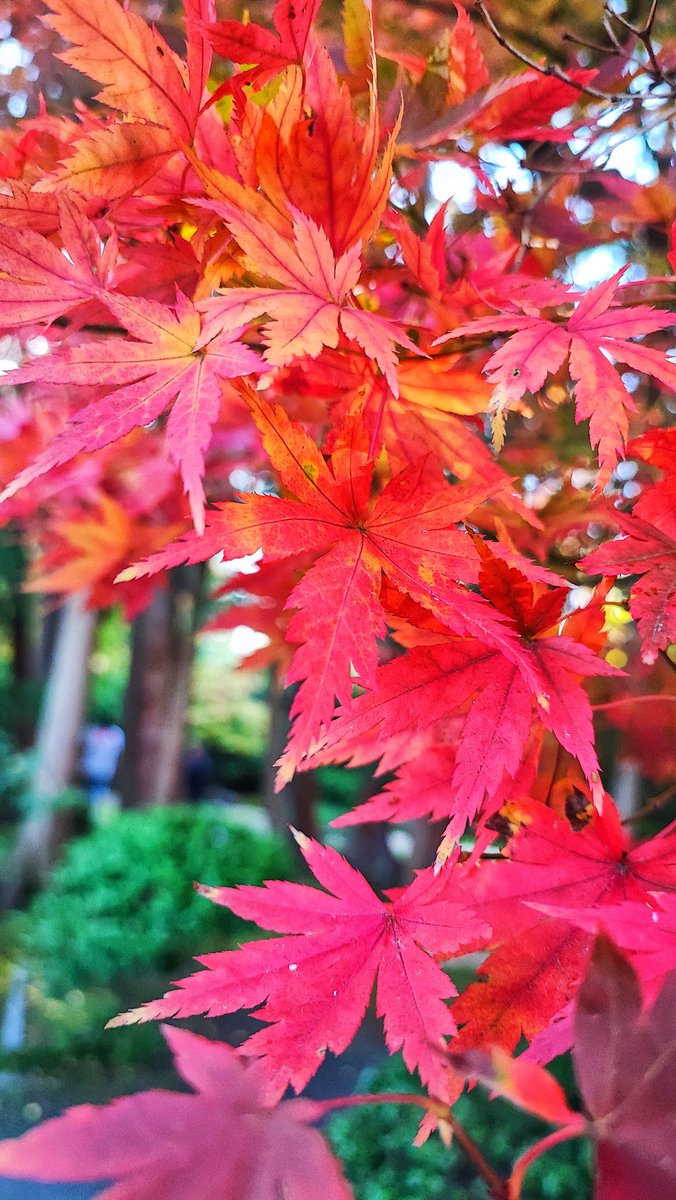 political_drama's tweet photo. ที่ japanese tea garden ในโกลเด้นเกท ปาร์ค ใบไม้กำลังเปลี่ยนสี #usa2022 #usatrips https://t.co/T03GX6EpHo
