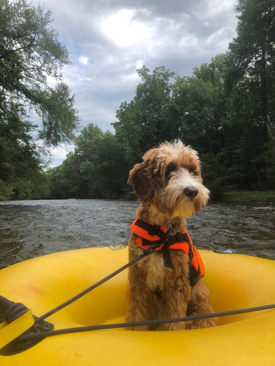 Tweet by NC State Vet Medicine