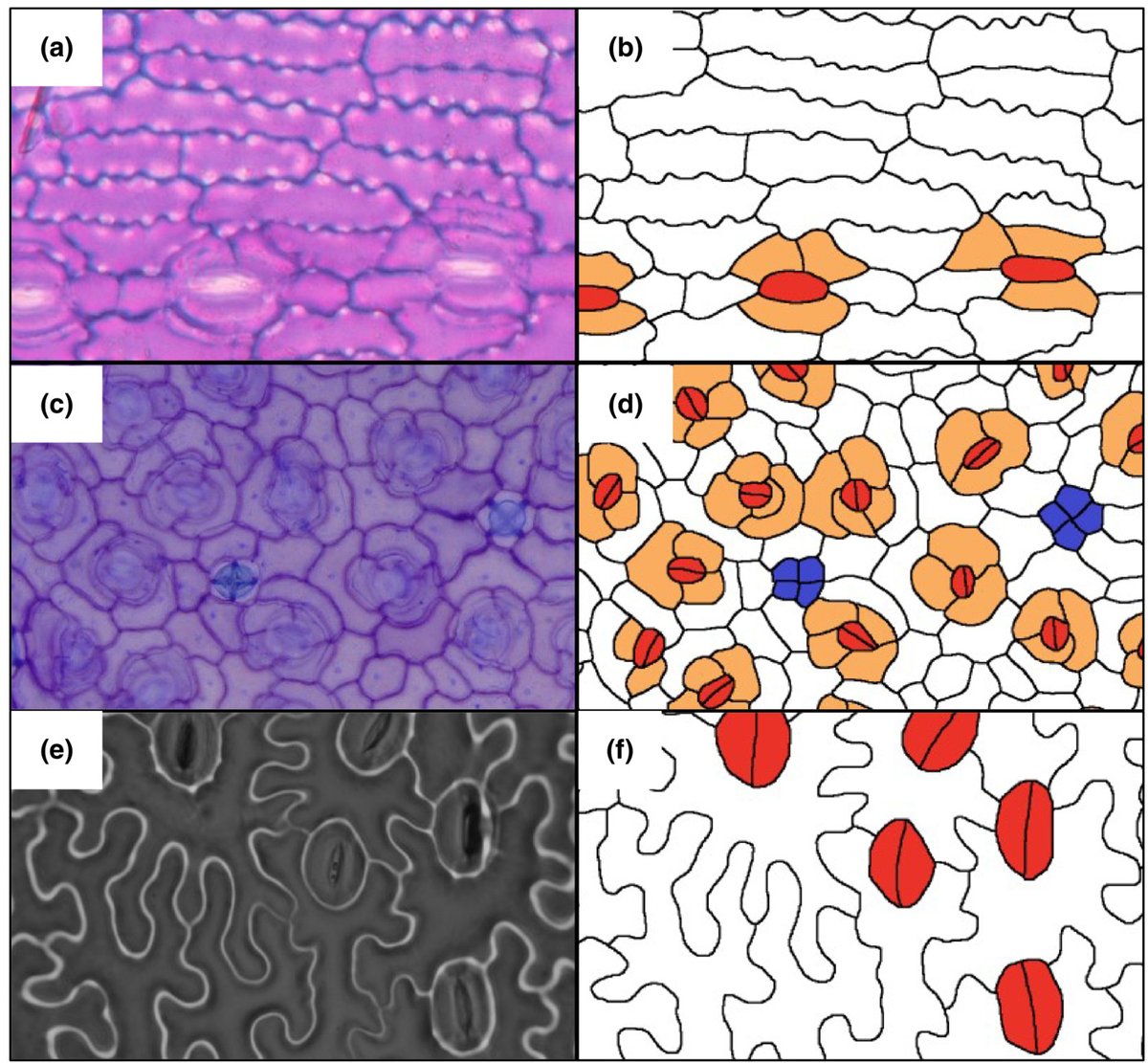 No cell is an island: characterising the leaf epidermis using epidermalmorph, a new #Rstats package @matildajmbrown 📖 ow.ly/kee950LGaXW