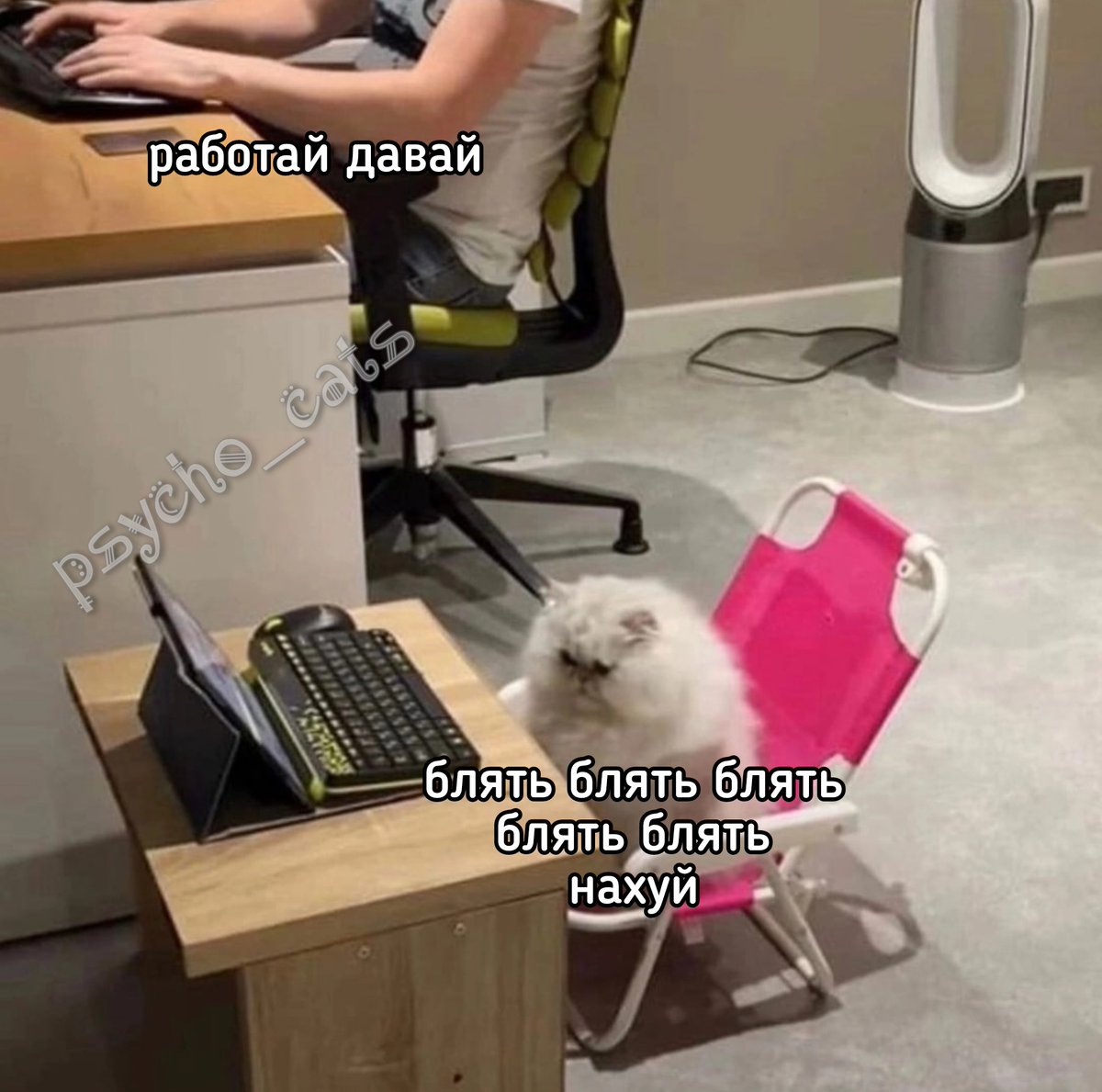 psycho__cats's tweet photo. https://t.co/4rNCs3k9LS