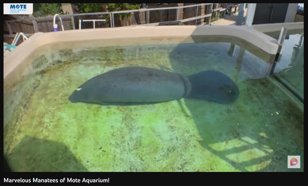 MrCoachK15's tweet image. Fun @MicrosoftFlip + @MoteMarineLab Event learning about manatees! 🌊✨
Reminded me of seeing a few in the wild when I was in Florida a while back! Such a marvelous creatures!
Catch the replay 🔗 youtube.com/watch?v=uAMLbn…