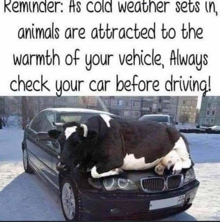 GrandPrizeAutos's tweet photo. Just a friendly reminder! 😂
#carmemes #memes #funnymemes #coldweather #cold #weather #checkyourcar #funny https://t.co/dhTC2eAAxJ