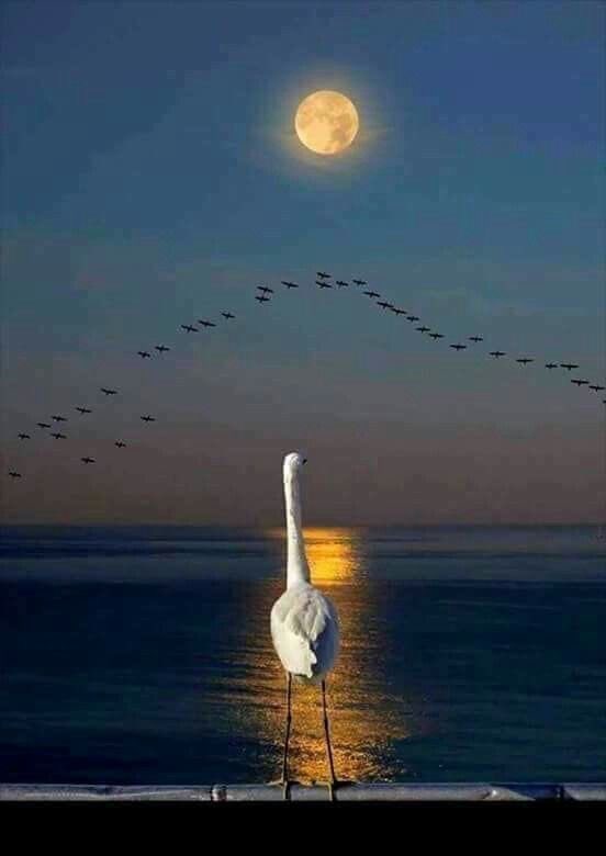 abejitafeliz6's tweet image. Infinitas Gracias mi querido amigo por tus amables palabras ..de todo corazón te deseo que en la vida te vaya bonito también que Dios te conceda siempre salud ;amor y felicidad y que su bendición no te falte ..pasa  una dulce  noche y un bonito amanecer junto a tu familia🙏🏻🌸🌿