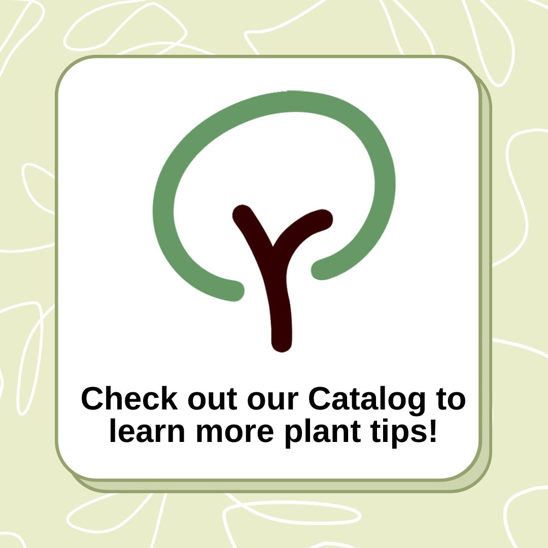 Want to know what kind of substrate works best for your plants? Check out our Catalog for more care tips! Link in bio.