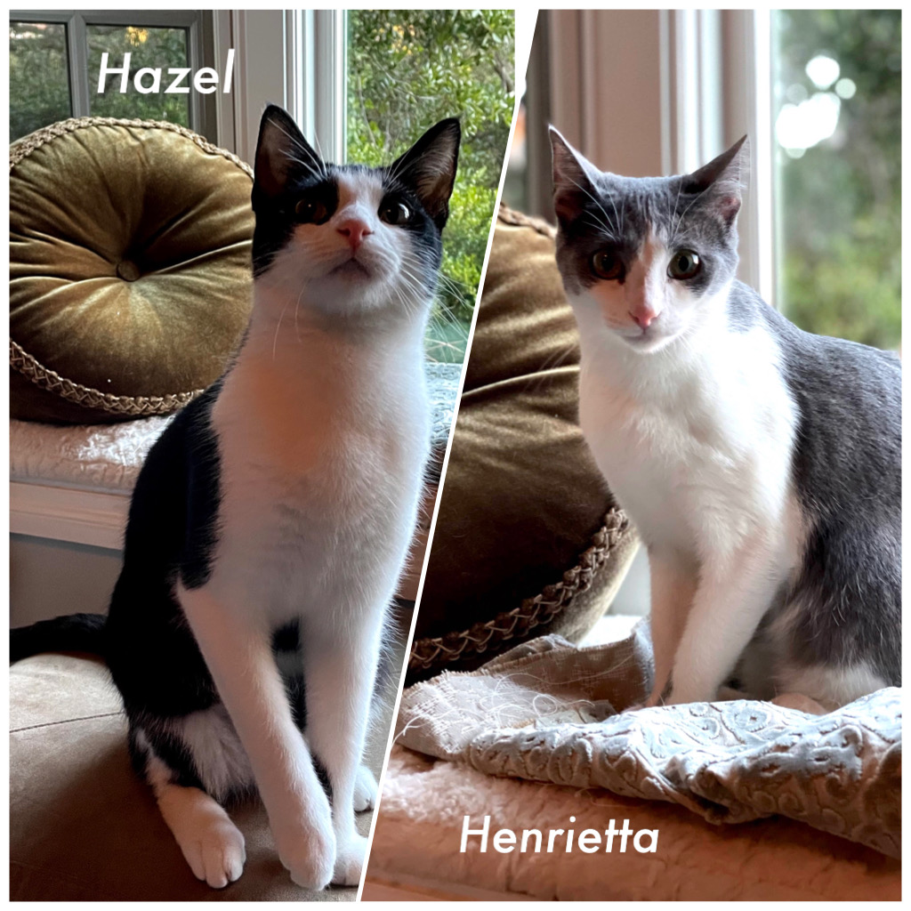 AdoptRescueCats's tweet photo. #SanJose, CA: HAZEL & HENRIETTA (formerly Chantilly & Lace) have been waiting for a home since June 2021. They're a super-sweet bonded pair of sisters who need to be adopted together. More info: https://t.co/RQgUmYcqZM
#forgottensoulshour #US #cats #adoptdontshop #SantaClara https://t.co/G96TsQwGKj