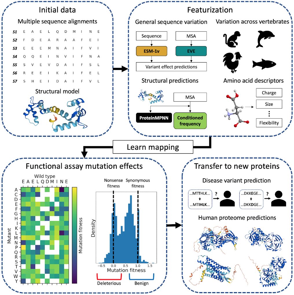 Accurate proteome-wide missense variant effect prediction with  AlphaMissense