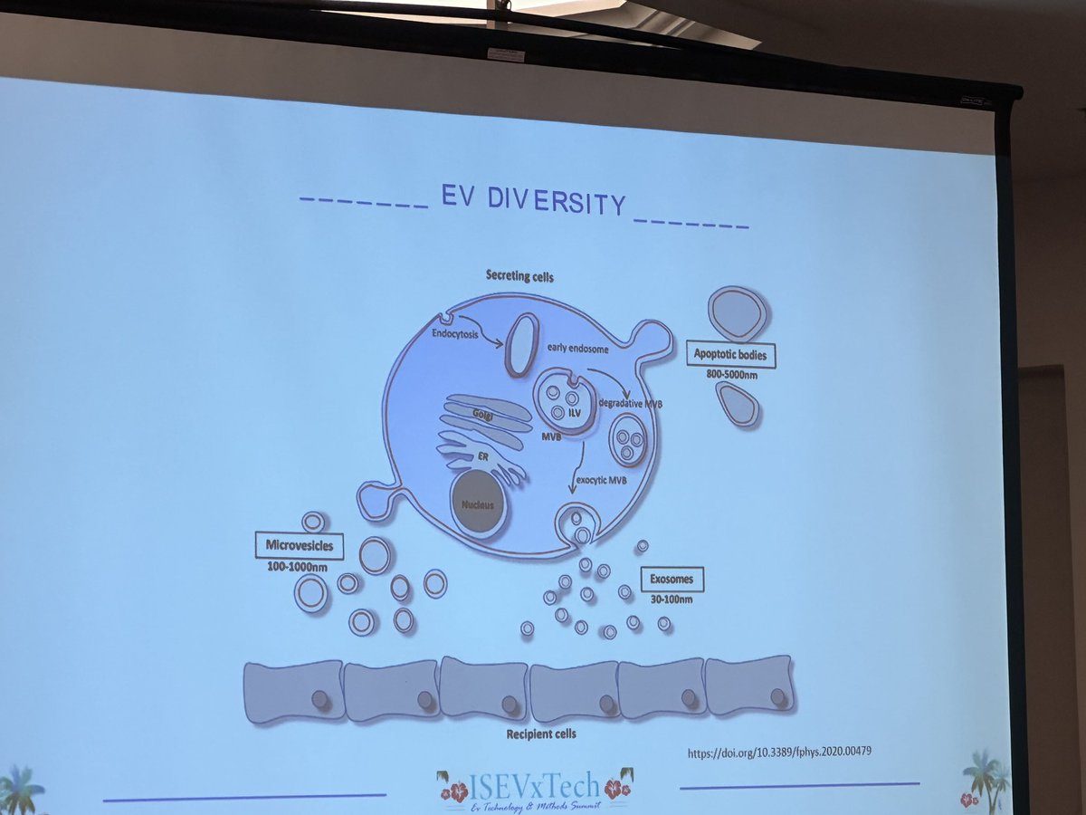 KennethWWitwer's tweet photo. A plea from Cherie Blenkiron: let’s stop publishing the same figure over and over again referring to “three types” of #ExtracellularVesicles: artificial distinctions that belie the true diversity of #EVs! #MoreThanExosomes #MoreThanMicrovesicles https://t.co/jucF60S57c