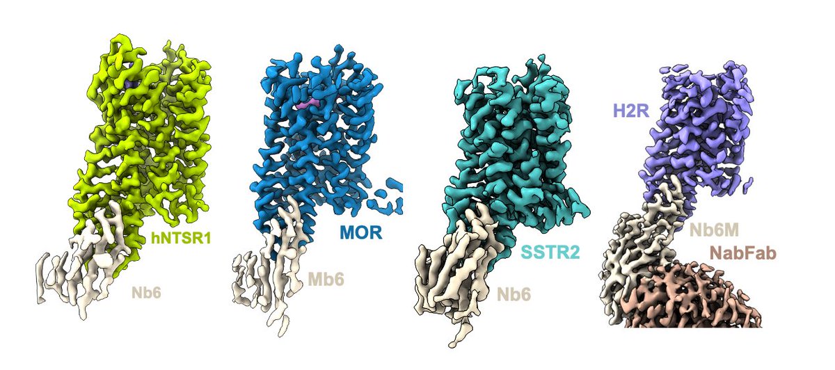 Very excited to finally have this work out in press. Big thanks to all the people from @LabSkiniotis who helped make it possible <a href="/MPapasergiScott/">Makaía Papasergi-Scott</a> <a href="/alburse/">Alpay Burak Seven</a> et al! All data currently on EMPIAR for anyone who wants to play with the datasets.
nature.com/articles/s4159…