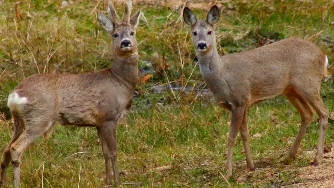 Francesc Mauri tweet media