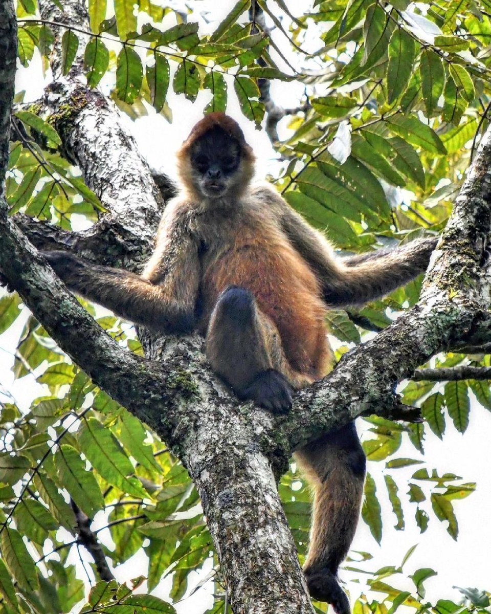 Spider monkeys are extremely social but also need a lot of space. Sound familiar? 📍: Curi-Cancha Reserve, Monteverde, Costa Rica 📷 : luigi_crema