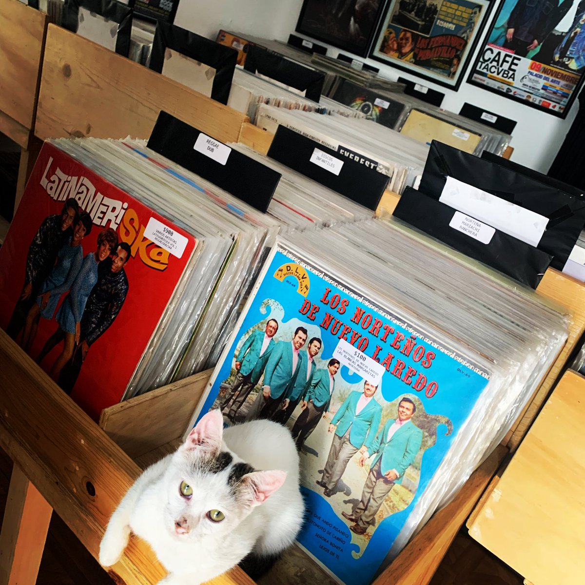 MexiCanBK's tweet photo. 🔥 #Ofertas y #Descuentos del #BuenFin Nov 18 y Nov 19 en #MexicanDiscosBazar

⭐️ #CDs 20% ⭐️ #Discos #LPs 20% (excepto discos de $50) 
⭐️ los 45s de $100 a $50 (45s arriba de $200 con 20%) 
⭐️ Todo lo demás en tienda 20% 

Martes a Sábado 2pm a 9pm. Modesto Arreola Poniente 1155 https://t.co/wdr5NNJVIR