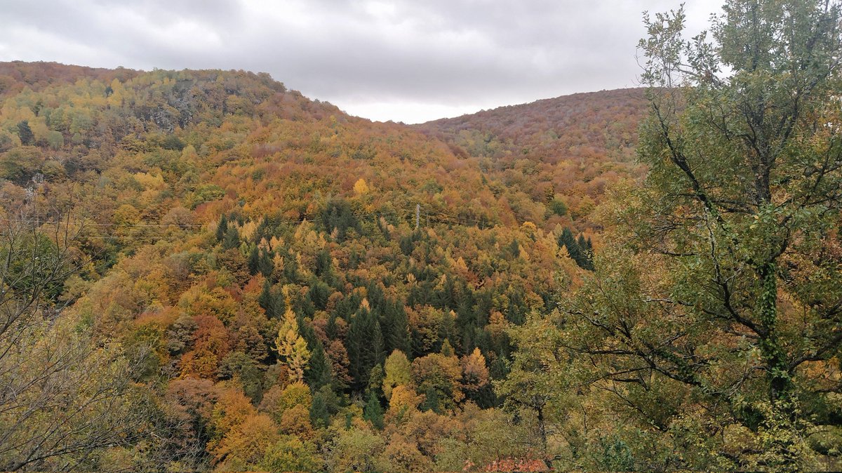 iratiaritza's tweet photo. 🍁🍂Clímax del otoño en el Robledal Irati Aritza
Udazkena bete-betean Irati Aritza Ariztian.

https://t.co/XH1fjW2XkO

#otoño #udazkena #autumn #ariztokia #iratiorreaga https://t.co/pptpi6a0PJ