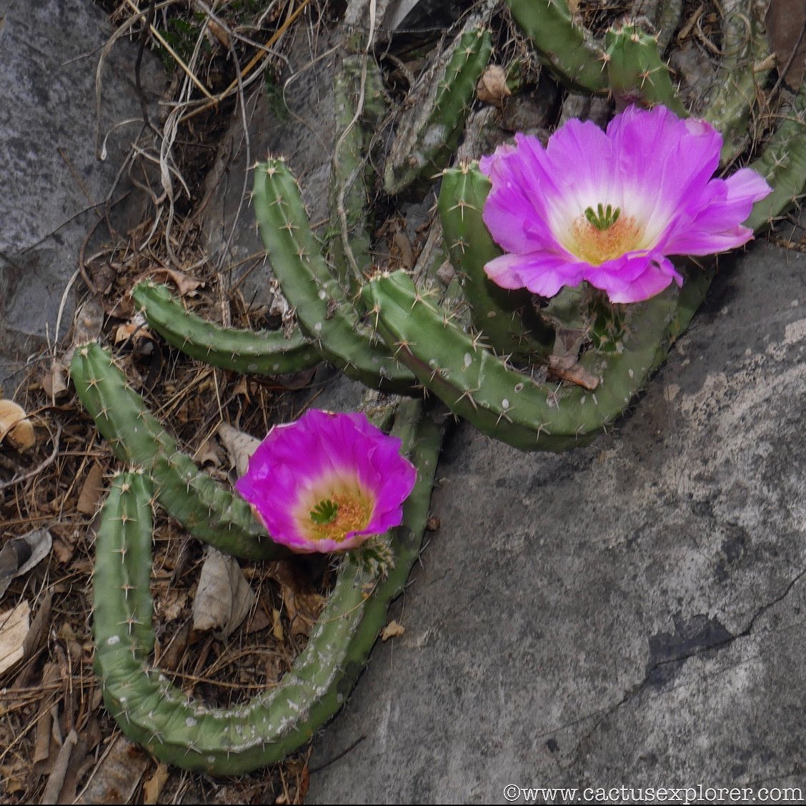cactusexplorer's tweet photo. Echinocereus pentalophus, Tamaulipas, MX 🇲🇽🌵

#Echinocereus #cactus #cacti #explore #cactusexplorer #cactusflower #cacto #kakteen #botanica #botany #nature #trekking #echinocereuspentalophus https://t.co/B46qmwsh3Q