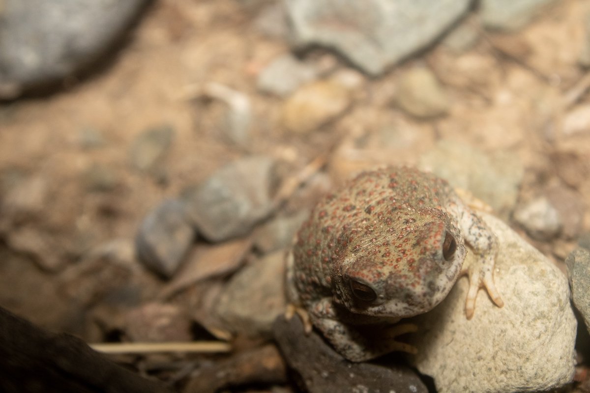 TomeoftheAbsurd's tweet photo. Entry #725652
Red-Spotted #Toad (Anaxyrus punctatus)
These toads hop through the night, hunting to live another day, or filling the night sky with song. #wildlifephotography #photography #arizona #amphibian #frog https://t.co/IaVbrP4lxR