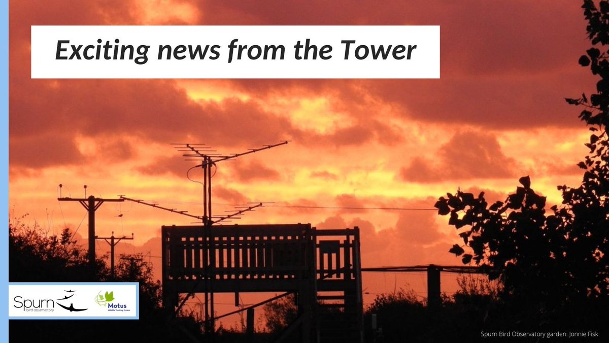 spurnbirdobs's tweet image. We have some exciting news from the #MotusWildlifeTracking Tower located in the Observatory garden at Spurn! Downloads of data from the tower are taken weekly, and the latest download revealed that Spurn had a visitor... 🧵⬇️
#spurnbirds @RareBirdAlertUK @lucyjayneryan  #motus