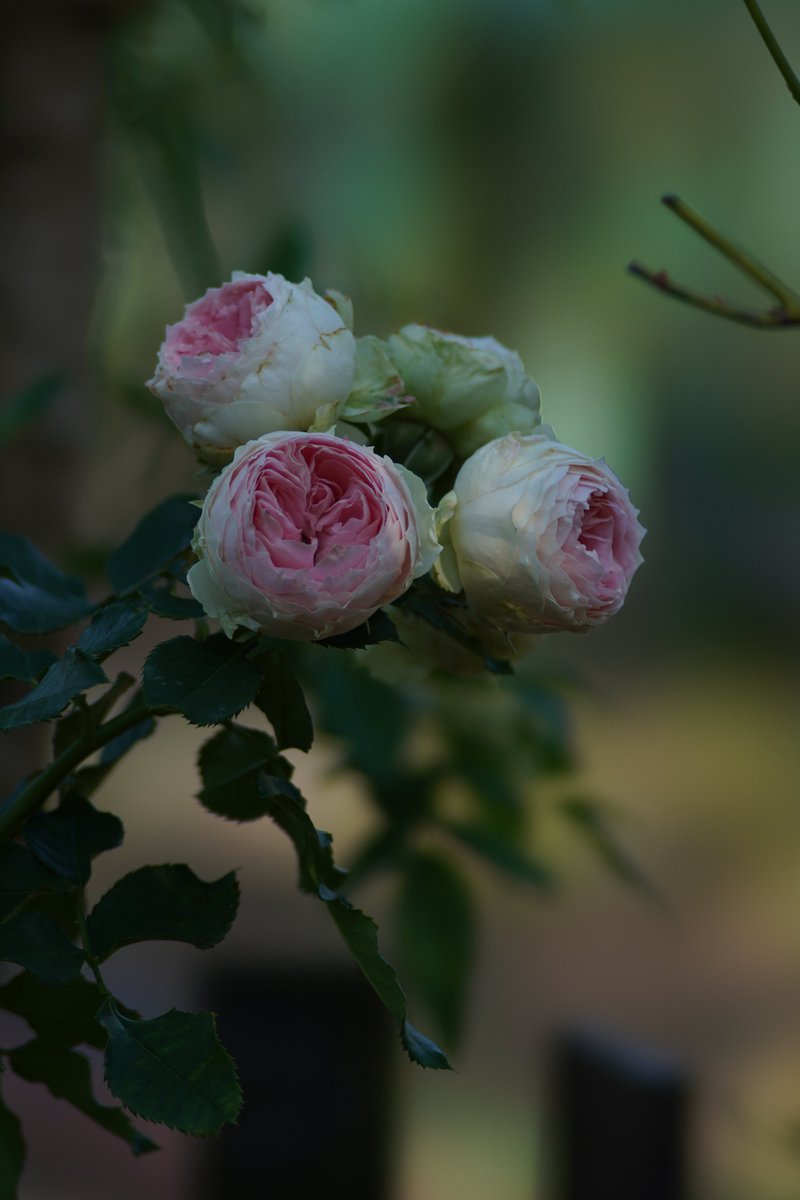 jerritama🐈🐟🐈 (@jerritama) on Twitter photo 