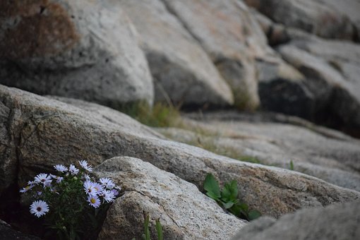 MQuigley1963's tweet photo. Write a #sixwordstory or a #poem about this picture.

A splash of color
On the rocks
Alone but strong
Despite the cold
Shining bright
For all to see
Until she recedes
Into nothingness
To return in Spring again

#WritingCommunity #poetrycommunity #prompt https://t.co/P1LjDEZBCW