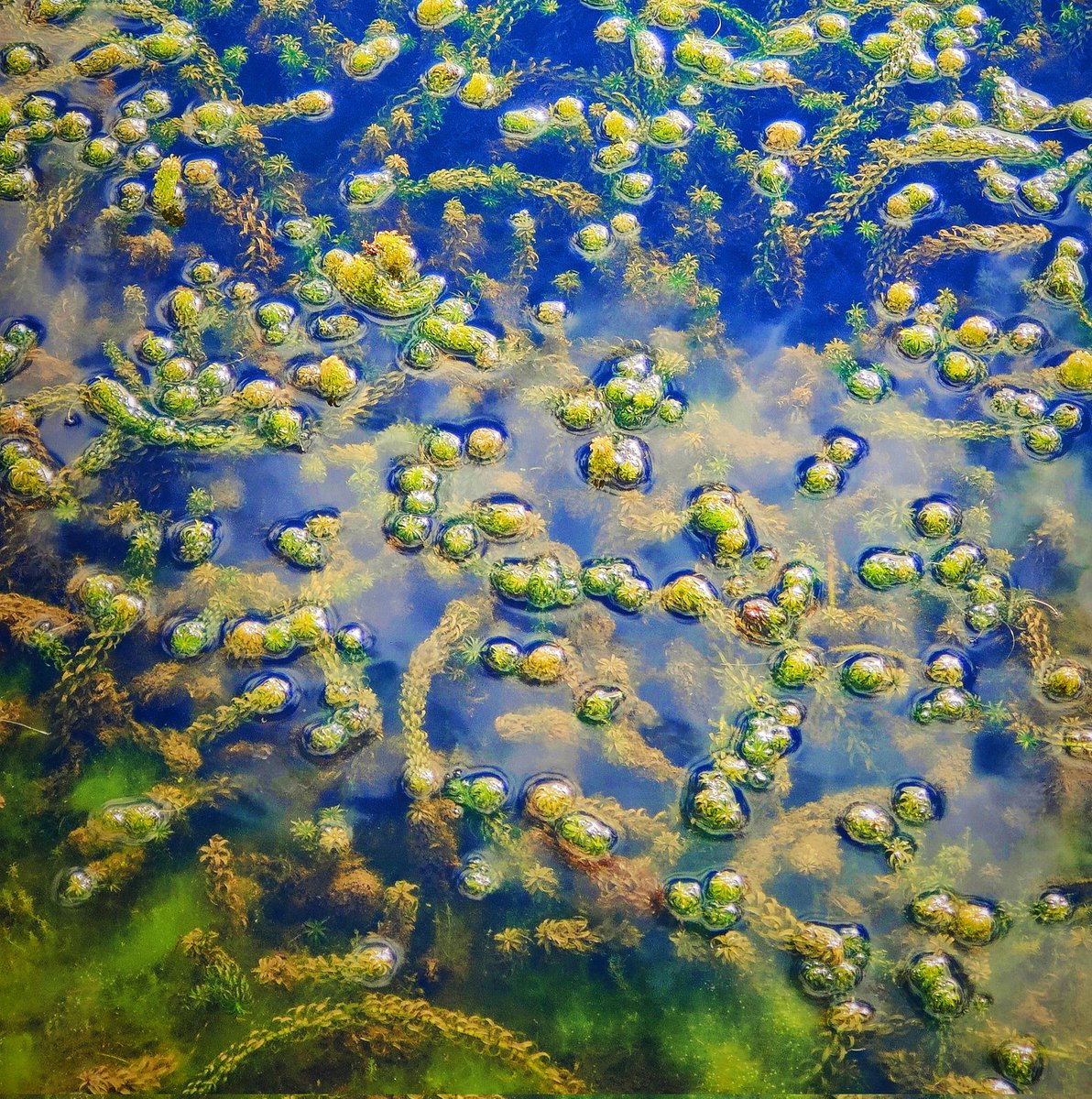 Enjoyed a photowalk with my year 10 class today with some lovely images being taken...shame the rain came in and cut it short! #photography #photowalk #workinghard <a href="/MaestegSchool/">Maesteg School</a>