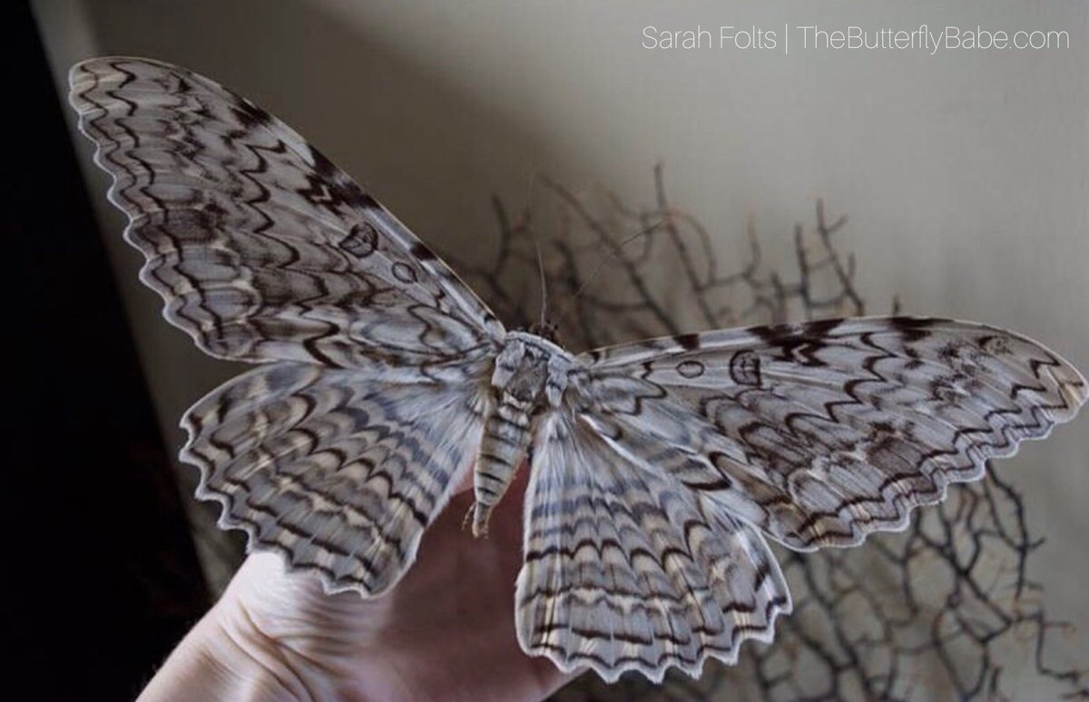 ButterflyBabeco's tweet photo. The White Witch Moth has the longest wingspan of any other butterfly or moth species; up to 12 inches! This moth can be found from as far north as Texas down through South America.

Species: Thysania agrippina

#moth #lepidoptera #insect #science #entomology https://t.co/F8dWtKu3Ty