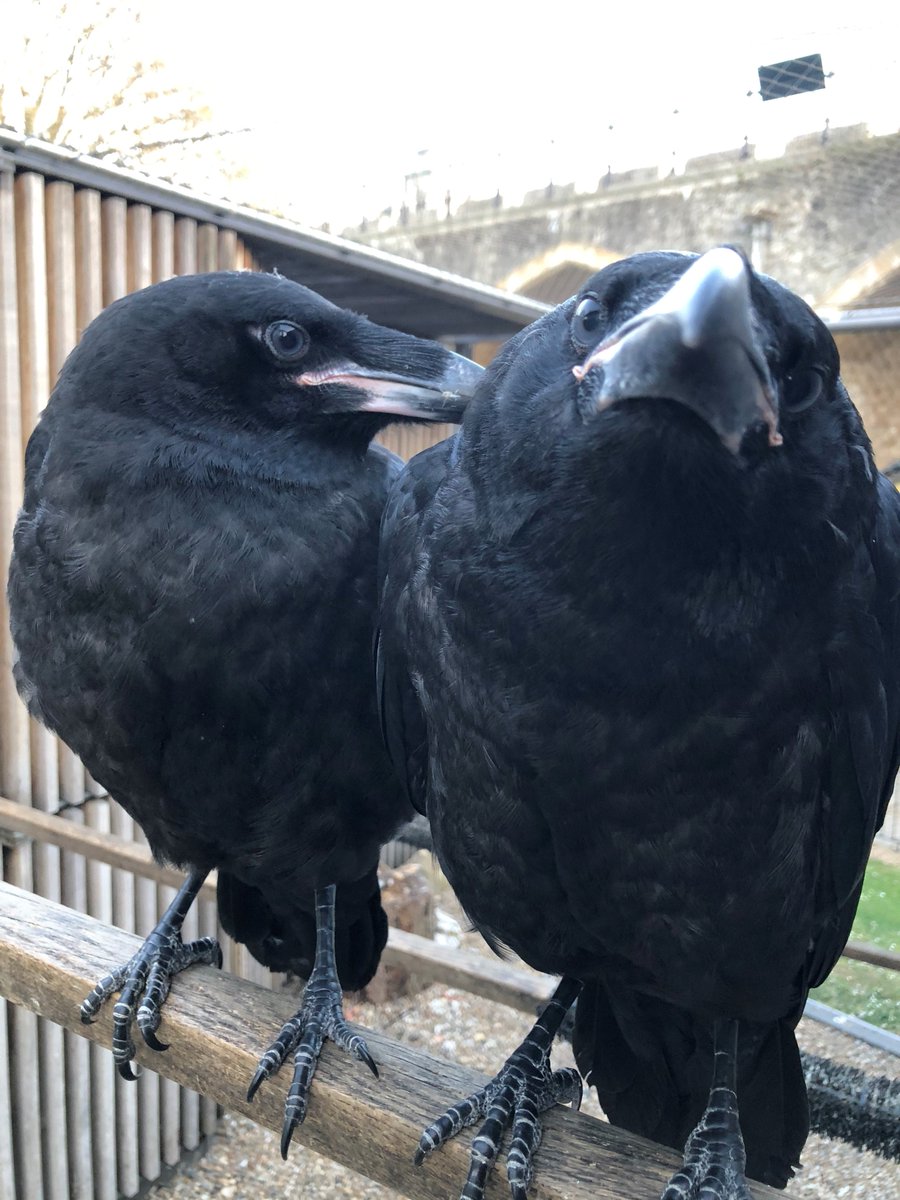 TowerOfLondon's tweet photo. Caw…what a crow up! 🦅 Watching Branwen and Edgar find their feet at the Tower must have been an emotional rollercoaster for our Ravenmaster 🥺��� #InsideTheTower https://t.co/B90Vc1SOg4
