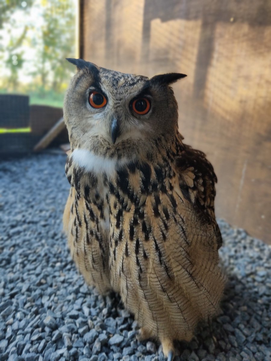 owlenlightment's tweet photo. @somersethour Its just the start of our journey to help others including Animal Assisted Therapy to wide range of diverse people in the community https://t.co/bjoz2W8ft7