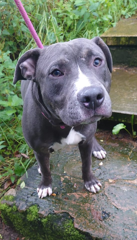 The_Animal_Team's tweet photo. #StrayDog #Found #Huddersfield #HD4 area. 
If you are the legal owner of this #dog please call 01484 502216. Council &amp; kennel fees payable &amp; proof of ownership will be required. https://t.co/L1g545vKfk #dogsoftwitter #FoundDog #Stray https://t.co/RzHCzCfU84