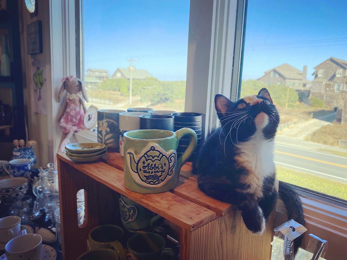 teasandthings's tweet photo. Clove has claimed her spot by the window and I sure don’t mind! She’s our little recuse kitty from @obx_spca and according to the survey, she’s going to be a big dead head. But to me, she’s my little tea kitty - perfectly spiced. 🐾🫖 https://t.co/zu2nW3pcyQ