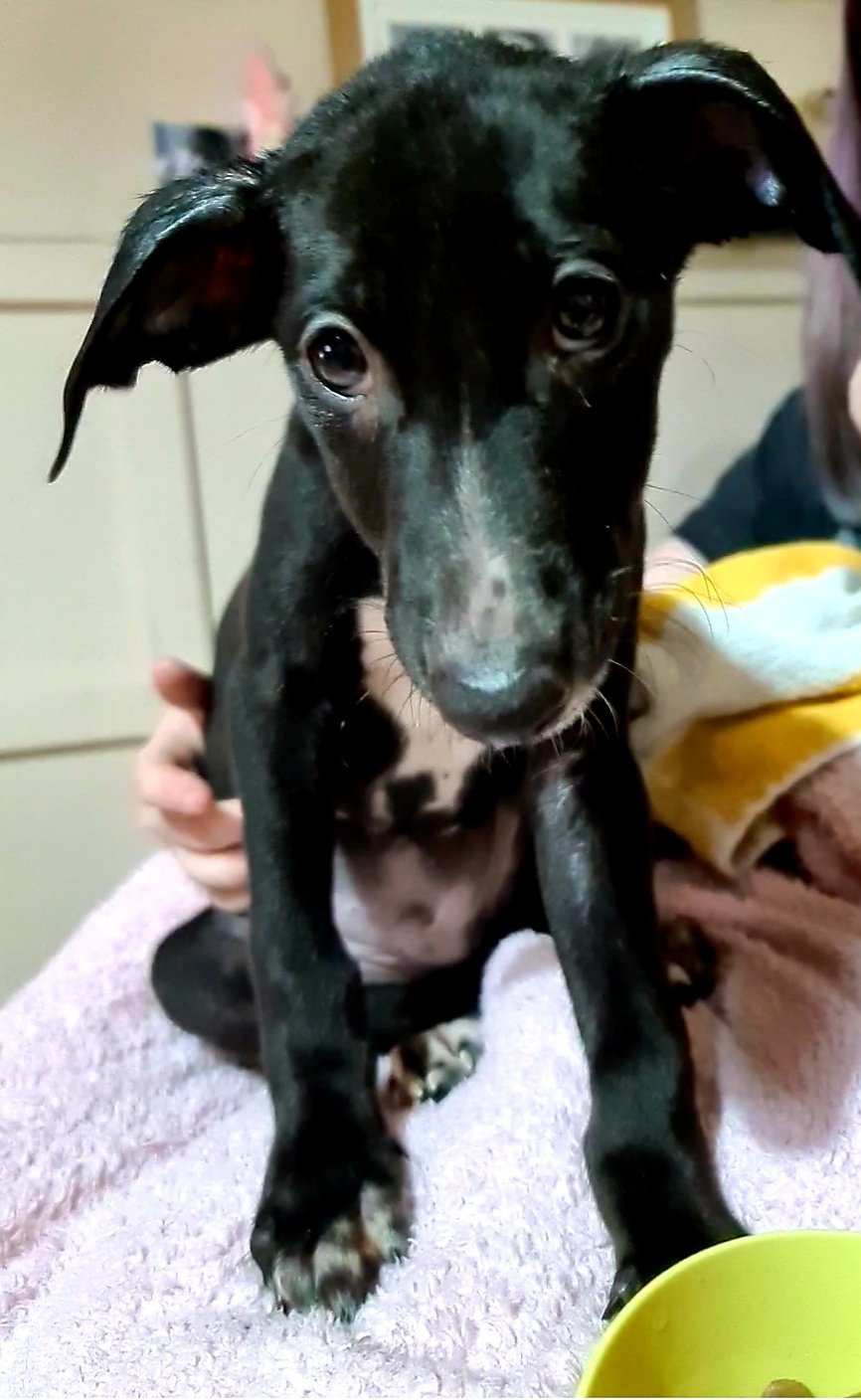 Whippet chihuahua hot sale mix black