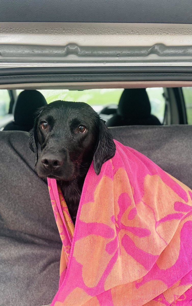 Labradors….. not just for the summer #soakedtotheskin #wellyseason #labrador #wet 🐾☔️🥾