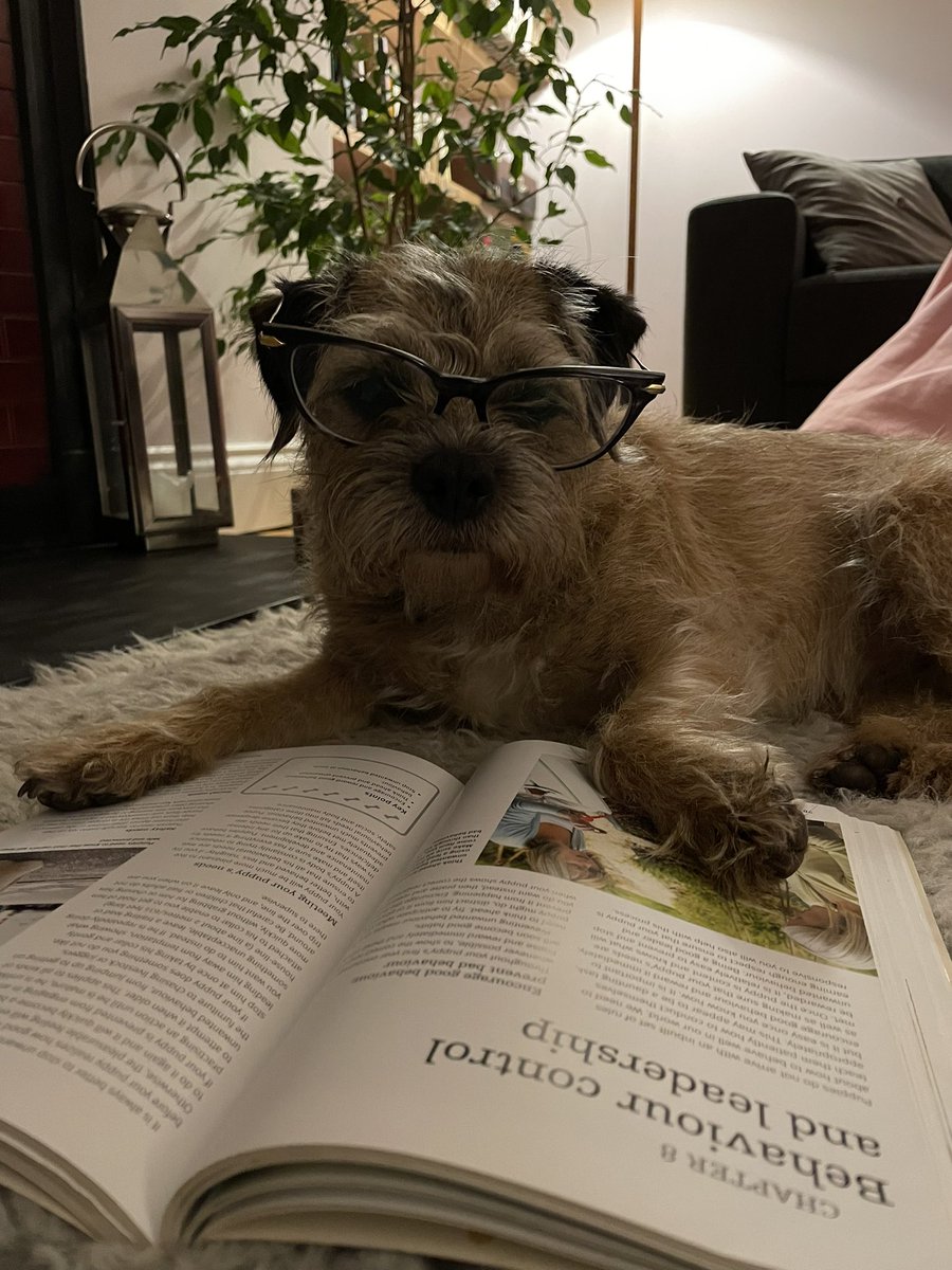 Holyrood_Eng's tweet photo. We’ve been having so much fun in the department for #BookWeekScotland. Even my dog got involved! Look out for some great costumes tomorrow from the department as we finish off the week in style.                                                #BookWeekScotlandPets https://t.co/21EjjOnJPo