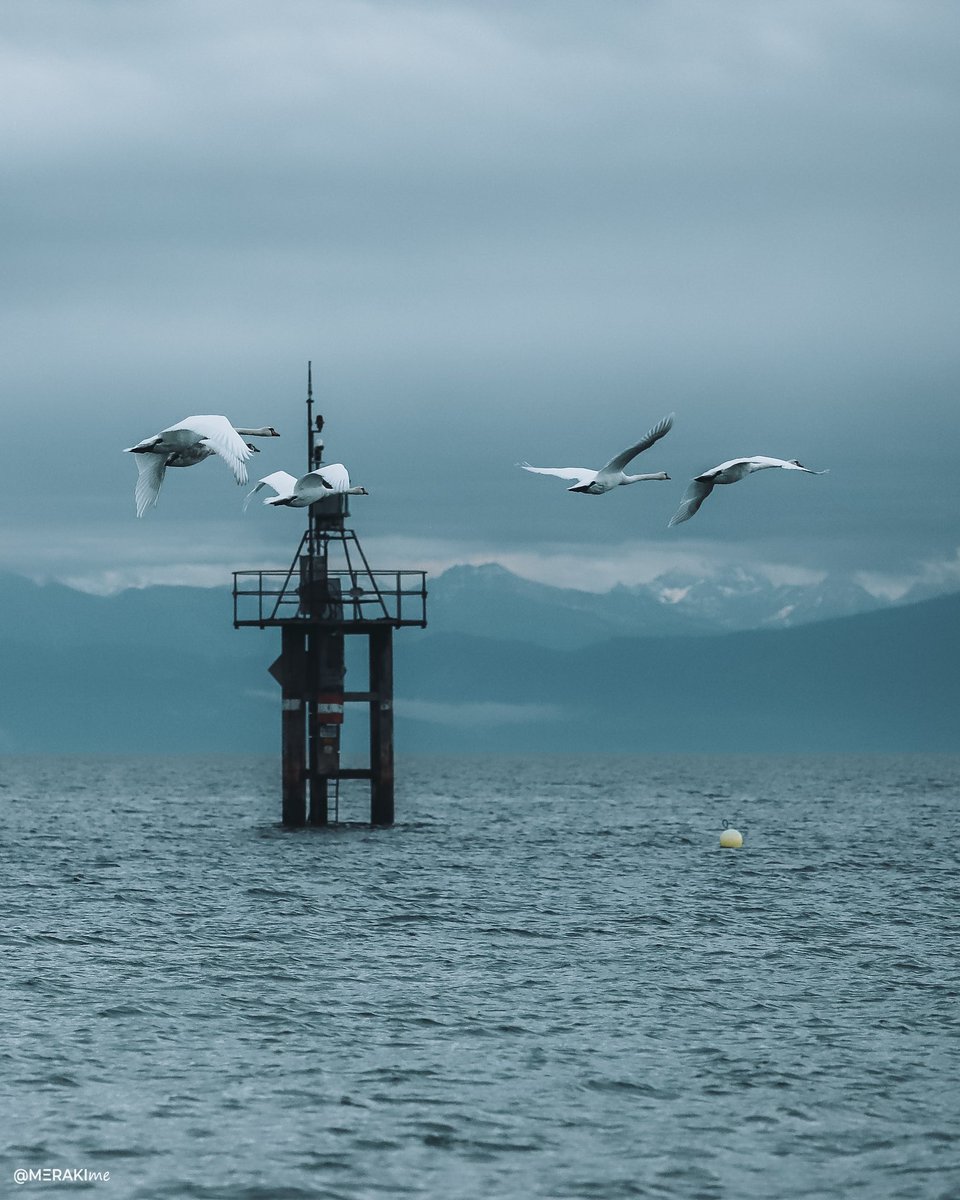 "O mavi, denizin kendinden olsa, o zaman kalemi denize batır batır beyaz kağıtların üzerine mavi mavi yaz! ...."

Halikarnas Balıkçısı