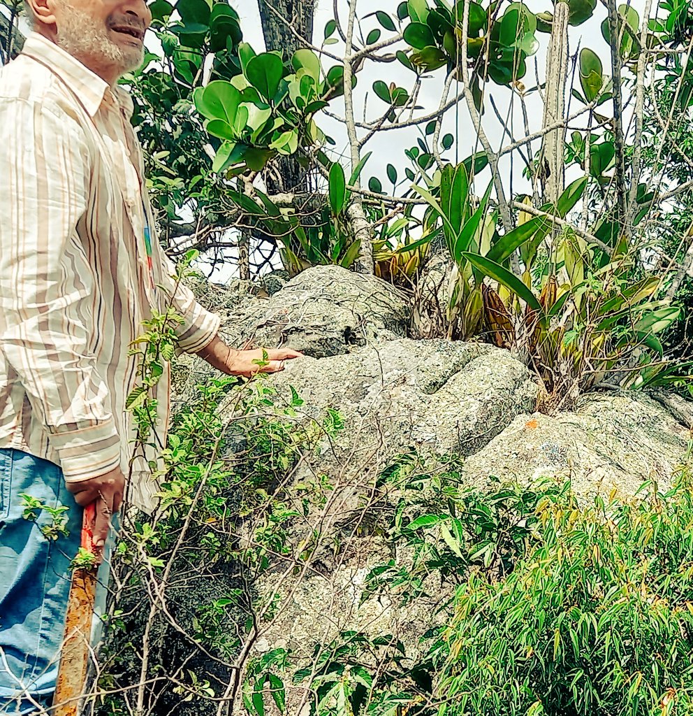 orquibor's tweet photo. Shomburgkia (sp) en plena zona natural, en una piedra. No conocemos la Flor.
#erinworkdiary #mikiorchid #orchid #orchids #orchideen #orhidee #орхидея #orquidea #orkide #orquídeas #orchidaceae #orchidlover #фаленопсисы #пелорик #peloric #peloricorchid #phalaenopsis
#orquibor https://t.co/su9L3LYmQl