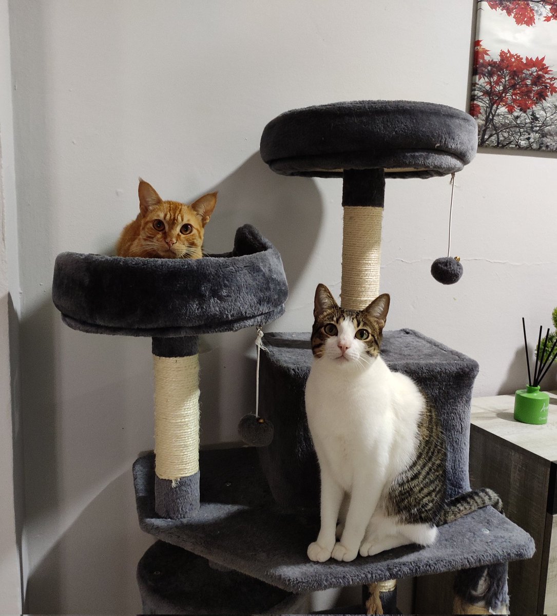 Albu🎐 tweet media