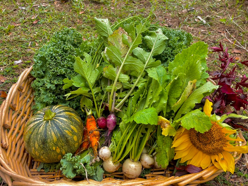 UCF_Arboretum's tweet photo. What a wonderful harvest 🌾courtesy of the farm team 🧑‍🌾 Stay healthy this holiday season by eating the rainbow 🌈

#ucf #ucfarboretum #harvest #thanksgiving #farmgrown #floridaproduce https://t.co/Fulsg1MmAY