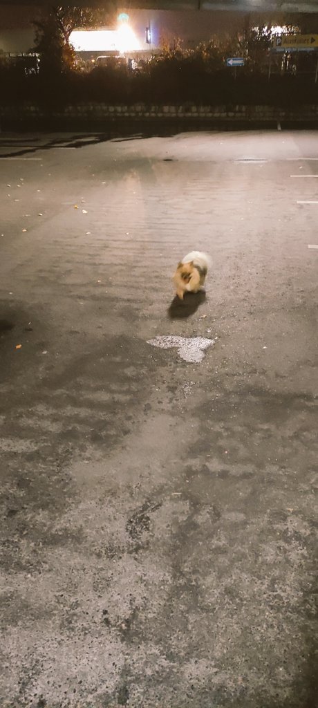 Gestern war die große Runde so spät und das Wetter so schlecht das ich überdacht ein bisschen Ball spielen durfte. 🐾🐶

#MastodonRudel
#FediRudel
#DogsOfMastodon
#FediDogs
#FediAnimals
#Pomeranian
#Zwergspitz
#dog
#flausch
#DogsOfTwitter
#TwitterRudel

pets.contact