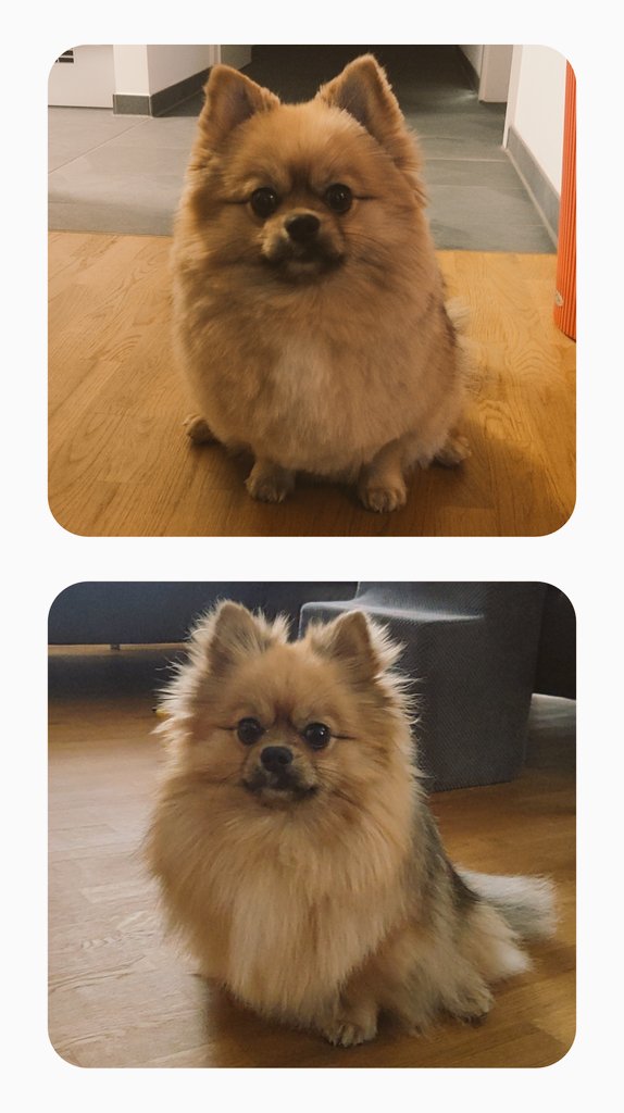 Heute war ich beim Friseur. Vorher wurde ich noch Zuhause geduscht.🐾🐶

#MastodonRudel
#FediRudel
#DogsOfMastodon
#FediDogs
#FediAnimals
#Pomeranian
#Zwergspitz
#dog
#flausch
#DogsOfTwitter
#TwitterRudel

pets.contact