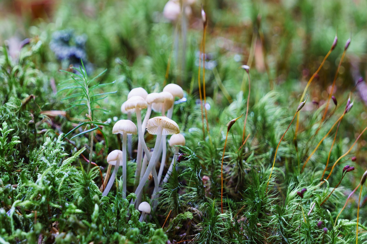 ArcticSpawn's tweet photo. Mycena Mushrooms #mycena #fungi #mushroom https://t.co/lUdsZodDRN