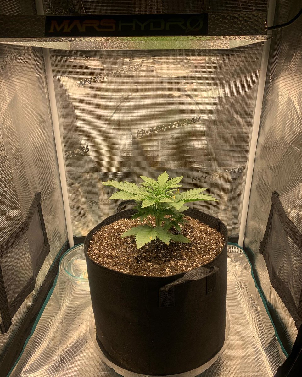 amandal57807821's tweet photo. Mars Hydro TS1000 is very suitable for plants at seedling stage and veg stage.
However, can TS1000 also be used in the flowering stage?
Maybe you can find the answer in the picture.
@MarsHydroLight
#marshydro #ts1000 #cannabiscommunity #growyourown #stonefarm #indoorplants https://t.co/gBYp1bNUZD